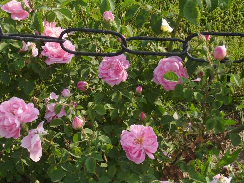 Pink roses on a fence - here are a few pink roses on an iron fence in Herastrau Park.