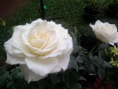white rose - potted white rose in the garden