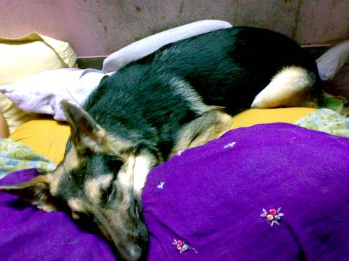 Winter Pleasure - My pet occupying my bed! where to sleep!!!!