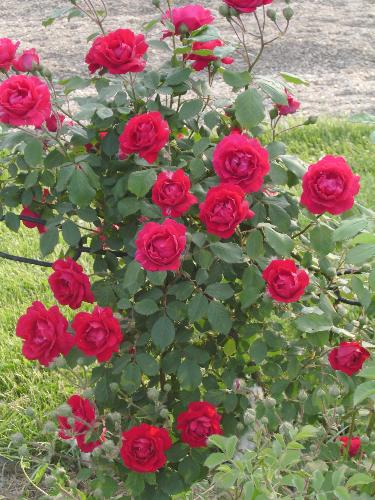 Red rose bouquet - They are actually placed on an iron fence, but it looks like a real natural bouquet.