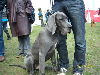 Great Dane - A beautiful, elegant dog.