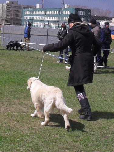 Golden Retriever - Being judged in the show ring at CAC Brasov 2011