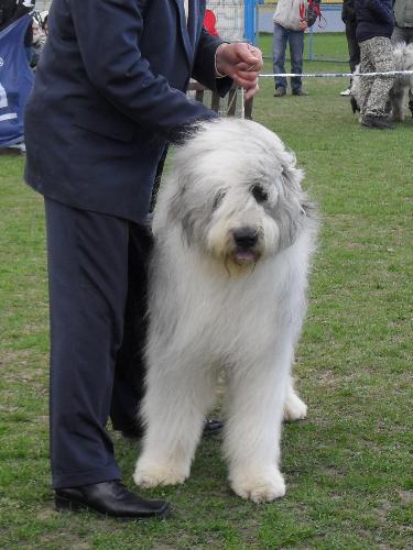 Romanian Shepherd Mioritic - Being judged in the show ring at CAC Brasov 2011
