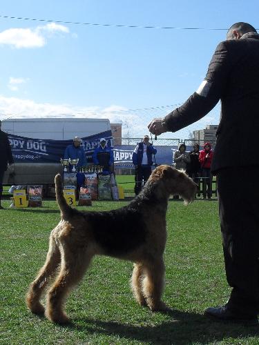 Airedale - Being judged in the show ring at CAC Brasov 2011