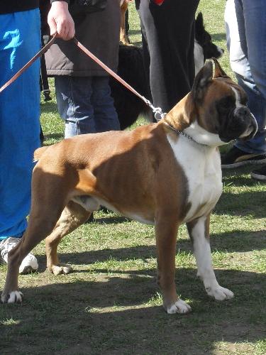 Boxer - waiting to be judged in the show ring at CAC Brasov 2011