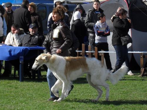 Borzoi - Being judged in the show ring at CAC Brasov 2011