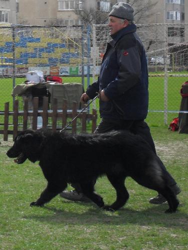 Romanian Shepherd Corb - Being judged in the show ring at CAC Brasov 2011