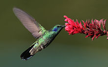 Hummingbird - A hummingbird and a flower.