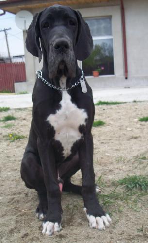Great Dane - One of the most elegant and beautiful dog