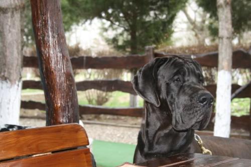 Great Dane - One of the most elegant and beautiful dog