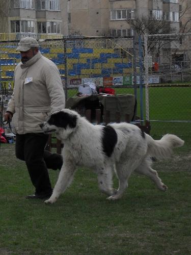 Romanian Shepherd - Carpatin - Being judged in the show ring at CAC Brasov 2011