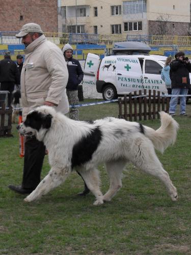 Romanian Shepherd - de Bucovina - Being judged in the show ring at CAC Brasov 2011