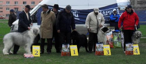 Romanian shepherds winners - Winners in the Best Romanian Shepherd contest at CAC Brasov 2011