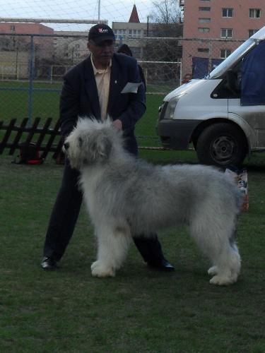 Romanian Shepherd Mioritic - being judged in the show ring at CAC Brasov 2011