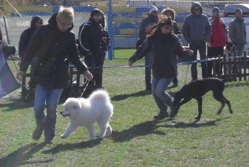 Best Puppy judging - Best puppy being judged in the show ring at CAC Brasov 2011