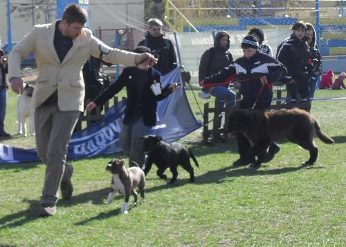 Best Puppy judging - Best puppies being judged in the show ring at CAC Brasov 2011
