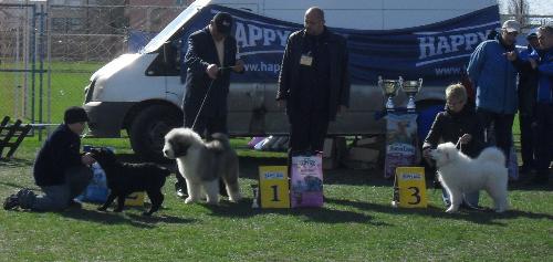 Best Puppy winners - Best puppy winners at CAC Brasov 2011