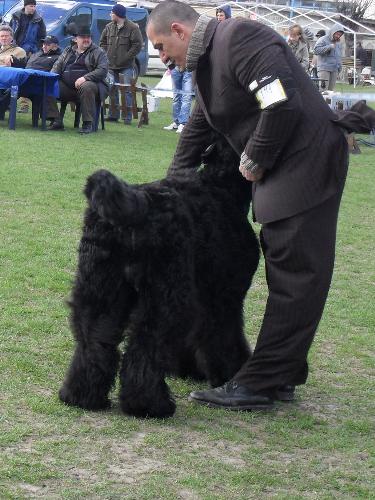Reserve Best in show - Reserve Best in Show at CAC Brasov 2011