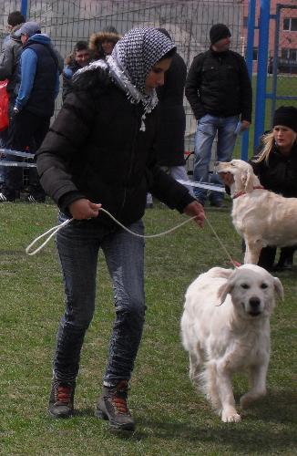 Golden Retriever - Being judged in the show ring at CAC Brasov 2011