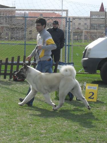 American Akita - Being judged in the show ring at CAC Brasov 2011