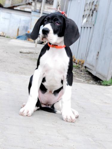 Great Dane - One of the most elegant dog