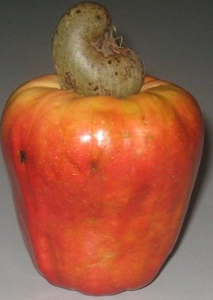 cashew fruit - photo of a ripe cashew, ready to eat.