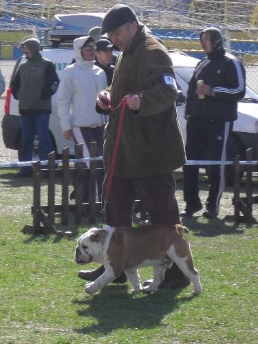 English Bulldog - Being judged in the show ring at CAC Brasov 2011