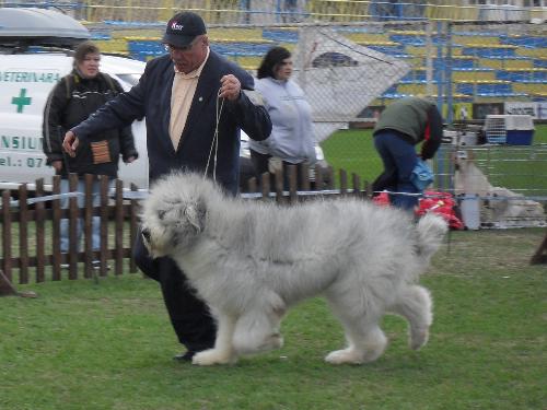 Romanian Shepherd Mioritic - Being judged in the show ring at CAC Brasov 2011