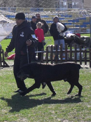 Cane Corso - Being judged in the show ring at CAC Brasov 2011