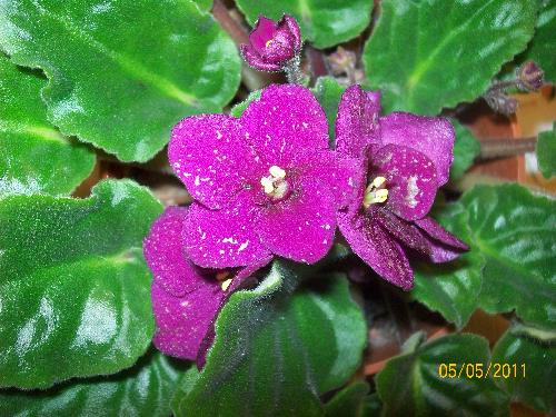 african violets - One of my favorite house plants
