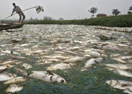 fish kill on Chinese fish farm - chemical contamination kills fish