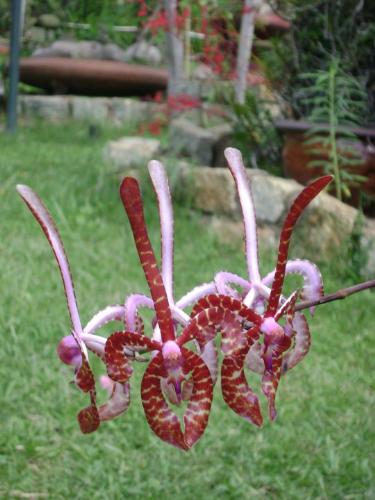 Diadem Flower - This flower is taken in DaLat in Vietnam. Dalat is famous place for everybody to visit. There are many kind of special flowers that are grown in there.