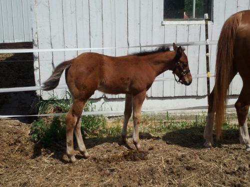 Vinnie - Vinnie is 2 months old now. He is a Paint/QH.