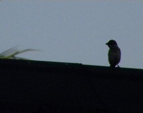 Bird - A lonely silhouette of a solitary bird.