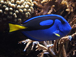 Dori - That is not Dori from 'Finding Nemo' but she was this species of fish!