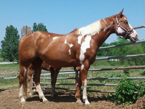 Vinnie's mom - Vinnie's mom is a Paint named Bella. His sire was a bay QH.