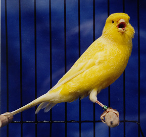 Picture of a canary - A canary with bright yellow color.