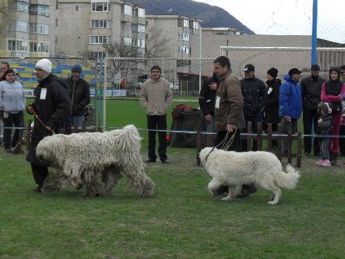 Romanian shepherds - Being judged in the show ring at CAC Brasov 2011