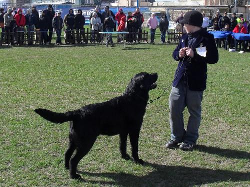 Labrador - being judged in the show ring at CAC Brasov 2011
