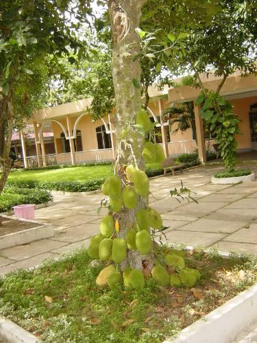 Jackfruit Tree - IF you live in America, you will barely see jackfruit tree. This kind fruit is really strong smell. Sometime I see jackfruit that is sold at Asian market. Do you think you will try this fruit?
