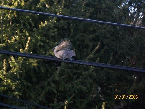 squirrel - I have watched this squirrel run up and down this cable wire for the last 2 years now! I call him Nutzy and he is my adopted pet!