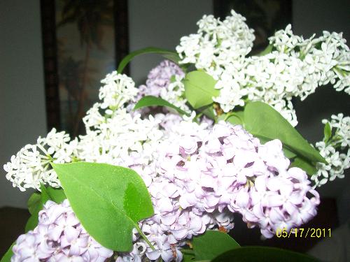lilacs - lilacs on the bush