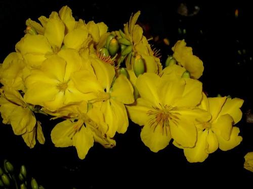 Hoa Mai Flower - These flower only grown in Vietnam. They bloom in Lunar Year holiday. They are beautiful.