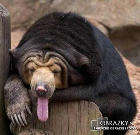 Probably bored bear ;) - Bored bear lying on a rock ;)