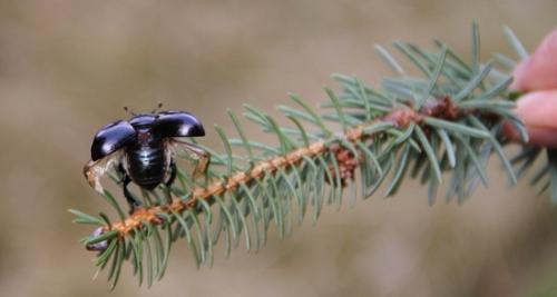 Bug taking off - Bluish bug starting to fly