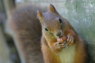 Squirrel with nut - Hungry squirrel