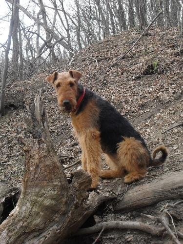 OK, I sat. Now what? - Binne during a hike at Boul de Piatra