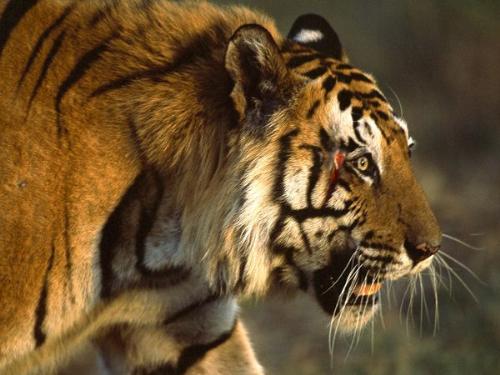 bengal Tiger - A Bengal Tiger. So beautiful!