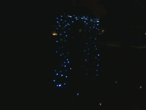 Trellis lights - These are lights on the trellis my friend built me before he got very sick. RIP JM.