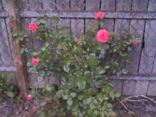 Roses on fence - More roses on my fence. They are the same as the ones on the trellis.